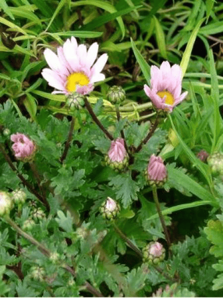 Des images de diff�rentes plantes